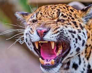 Preview wallpaper jaguar, teeth, face, anger