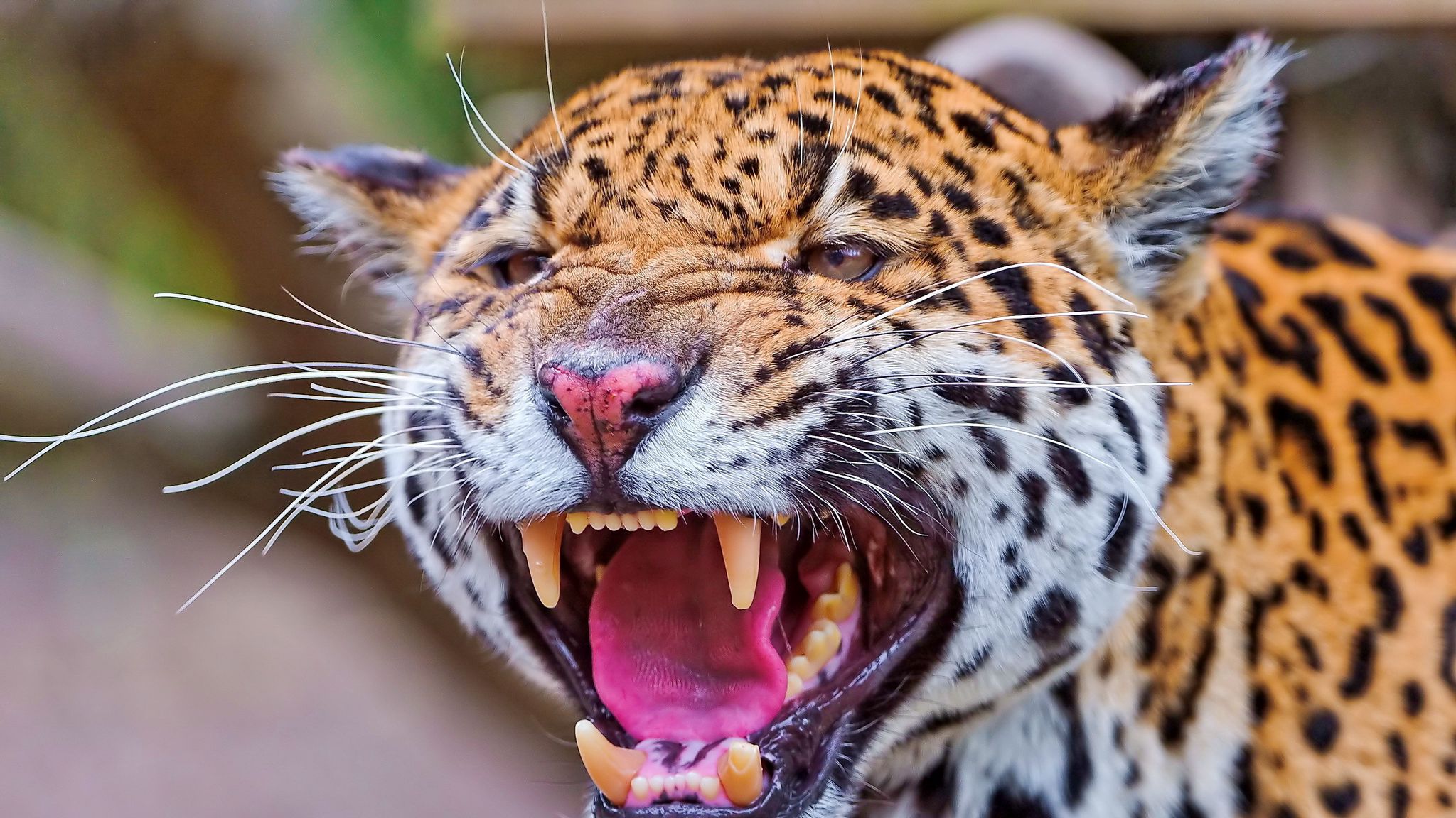 Download wallpaper 2048x1152 jaguar, teeth, face, anger ultrawide ...