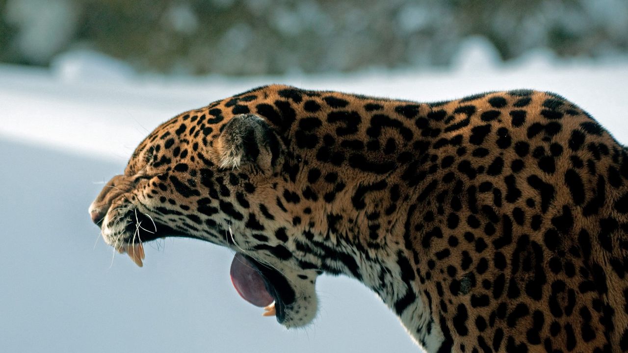 Wallpaper jaguar, teeth, predator, cat