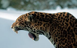 Preview wallpaper jaguar, teeth, predator, cat