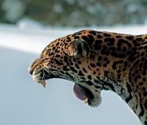 Preview wallpaper jaguar, teeth, predator, cat