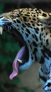 Preview wallpaper jaguar, teeth, tongue, spotted