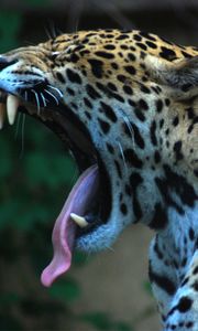 Preview wallpaper jaguar, teeth, tongue, spotted