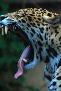 Preview wallpaper jaguar, teeth, tongue, spotted