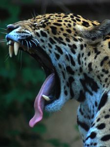 Preview wallpaper jaguar, teeth, tongue, spotted