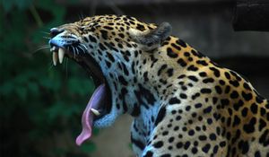 Preview wallpaper jaguar, teeth, tongue, spotted