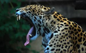 Preview wallpaper jaguar, teeth, tongue, spotted