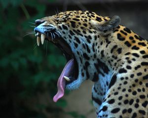 Preview wallpaper jaguar, teeth, tongue, spotted