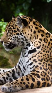 Preview wallpaper jaguar, wild cat, predator
