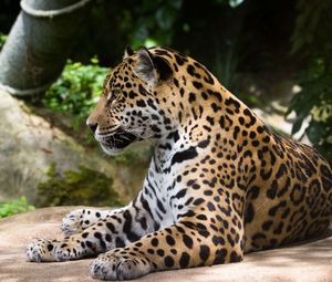 Preview wallpaper jaguar, wild cat, predator
