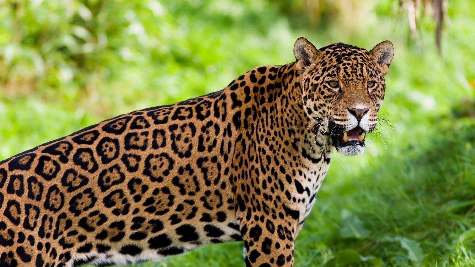 Download Wallpaper 1600x900 Jaguar Wild Cat Predator Widescreen 169