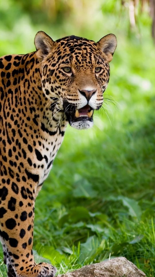 Download wallpaper 540x960 jaguar, wild cat, predator samsung galaxy s4