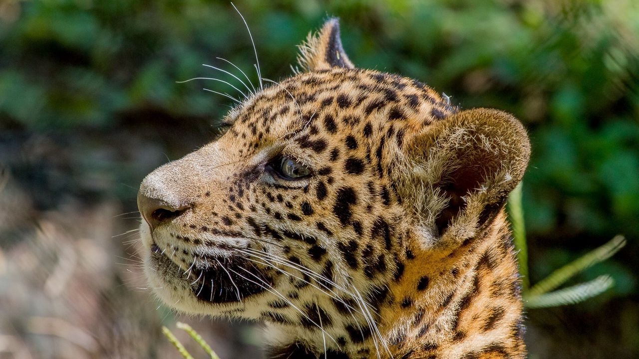 Wallpaper jaguar, wild cat, predator, cub, kitten, face, profile