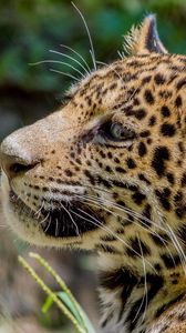 Preview wallpaper jaguar, wild cat, predator, cub, kitten, face, profile