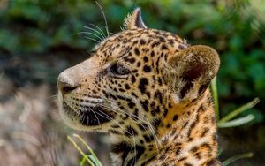 Preview wallpaper jaguar, wild cat, predator, cub, kitten, face, profile