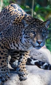 Preview wallpaper jaguar, wild cat, predator, muzzle