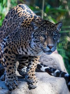 Preview wallpaper jaguar, wild cat, predator, muzzle