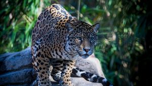 Preview wallpaper jaguar, wild cat, predator, muzzle