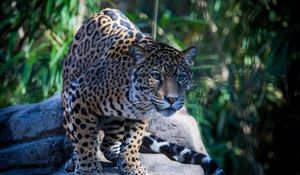 Preview wallpaper jaguar, wild cat, predator, muzzle
