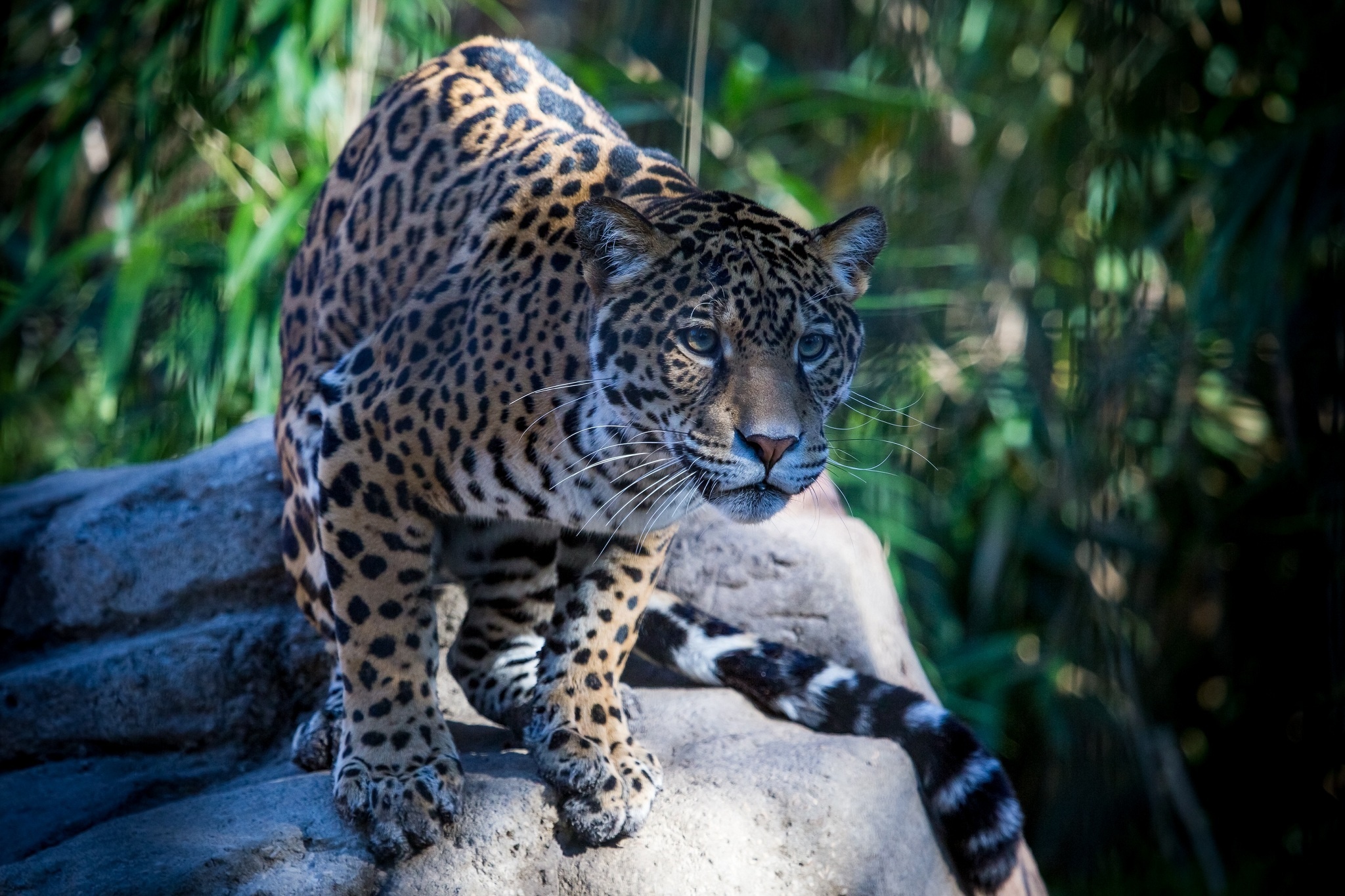 Download Wallpaper 2048x1365 Jaguar Wild Cat Predator Muzzle Hd