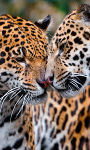 Preview wallpaper jaguars, couple, affection, care, predators