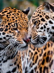 Preview wallpaper jaguars, couple, affection, care, predators