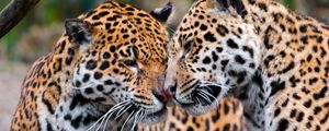 Preview wallpaper jaguars, couple, affection, care, predators