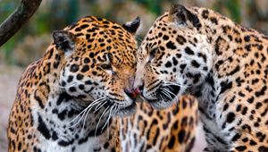 Preview wallpaper jaguars, couple, affection, care, predators