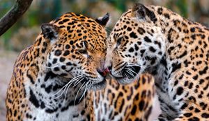 Preview wallpaper jaguars, couple, affection, care, predators