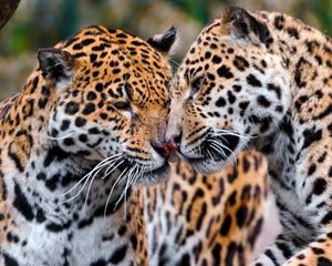 Preview wallpaper jaguars, couple, affection, care, predators