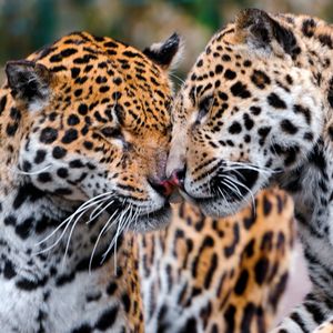 Preview wallpaper jaguars, couple, affection, care, predators