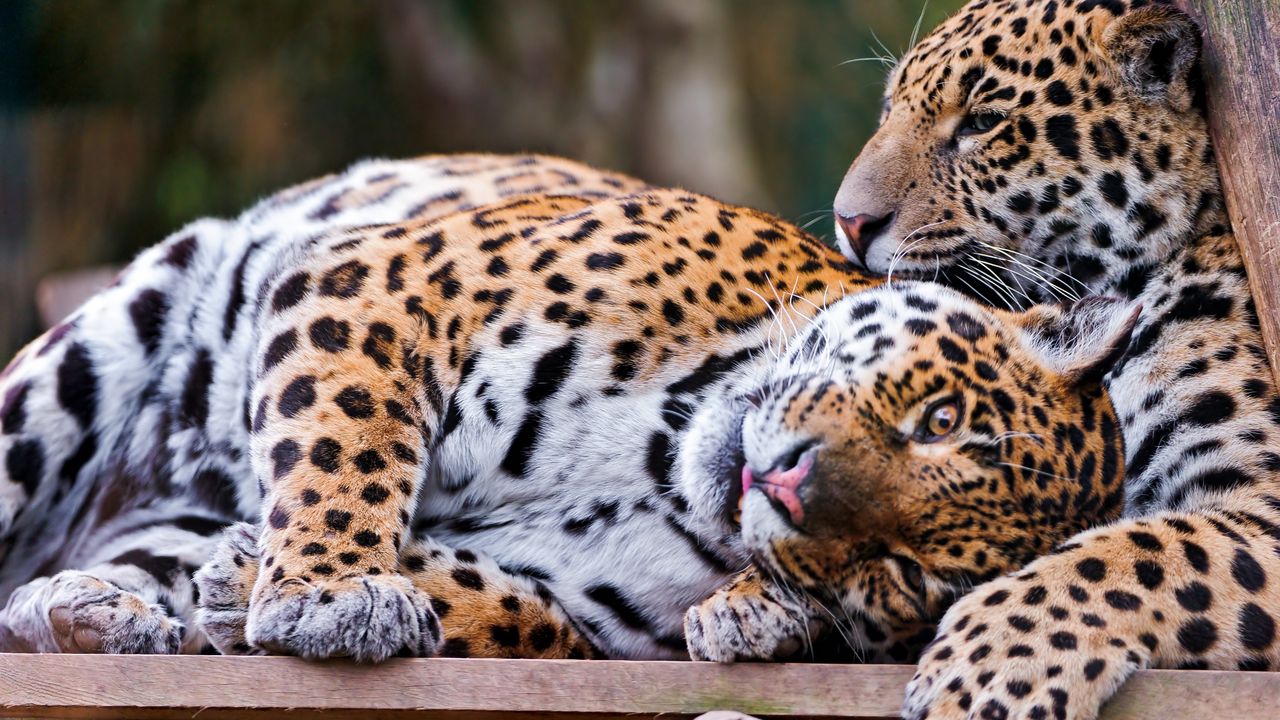 Wallpaper jaguars, couple, predators, care, look