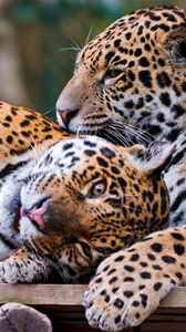 Preview wallpaper jaguars, couple, predators, care, look