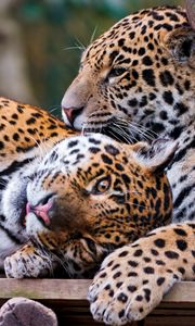 Preview wallpaper jaguars, couple, predators, care, look