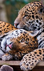 Preview wallpaper jaguars, couple, predators, care, look