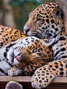 Preview wallpaper jaguars, couple, predators, care, look