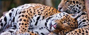 Preview wallpaper jaguars, couple, predators, care, look