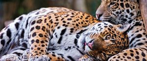 Preview wallpaper jaguars, couple, predators, care, look