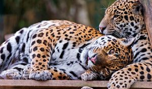 Preview wallpaper jaguars, couple, predators, care, look