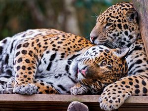 Preview wallpaper jaguars, couple, predators, care, look