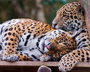 Preview wallpaper jaguars, couple, predators, care, look