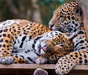 Preview wallpaper jaguars, couple, predators, care, look