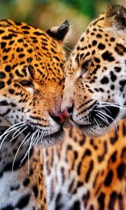 Preview wallpaper jaguars, couple, wild cat, muzzle