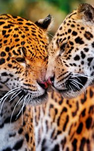 Preview wallpaper jaguars, couple, wild cat, muzzle