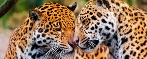 Preview wallpaper jaguars, couple, wild cat, muzzle