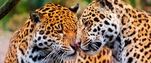 Preview wallpaper jaguars, couple, wild cat, muzzle