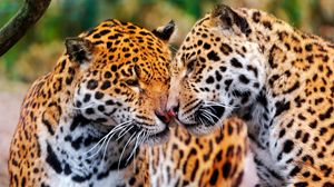 Preview wallpaper jaguars, couple, wild cat, muzzle