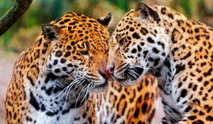 Preview wallpaper jaguars, couple, wild cat, muzzle