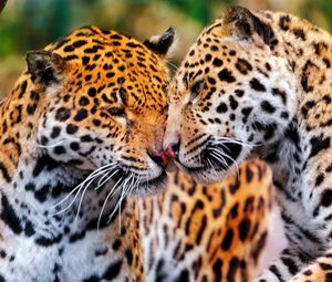 Preview wallpaper jaguars, couple, wild cat, muzzle