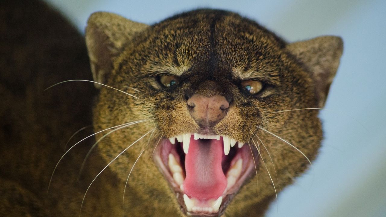 Wallpaper jaguarundi, grin, aggression, muzzle, predator, big cat